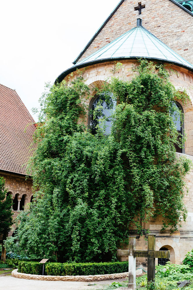 Der tausendjährige Rosenstock vor dem Hildesheimer Dom#Stefan Schäfer, Lich - Eigenes Werk, CC BY-SA 4.0, https://commons.wikimedia.org/w/index.php?curid=62984722